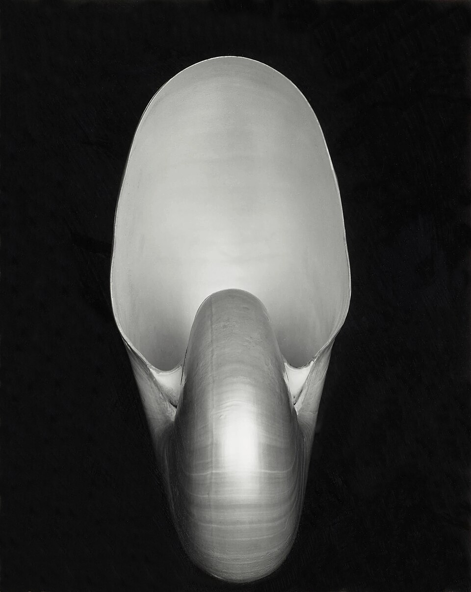 Nautilus (Shell)