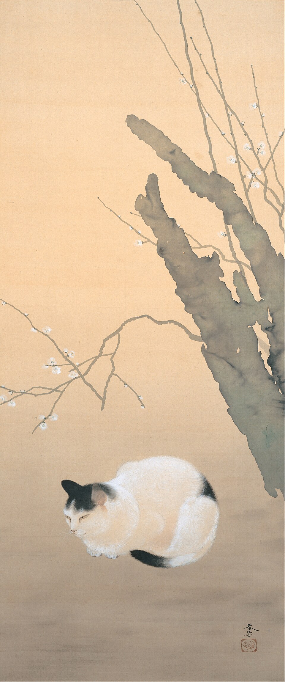 猫梅