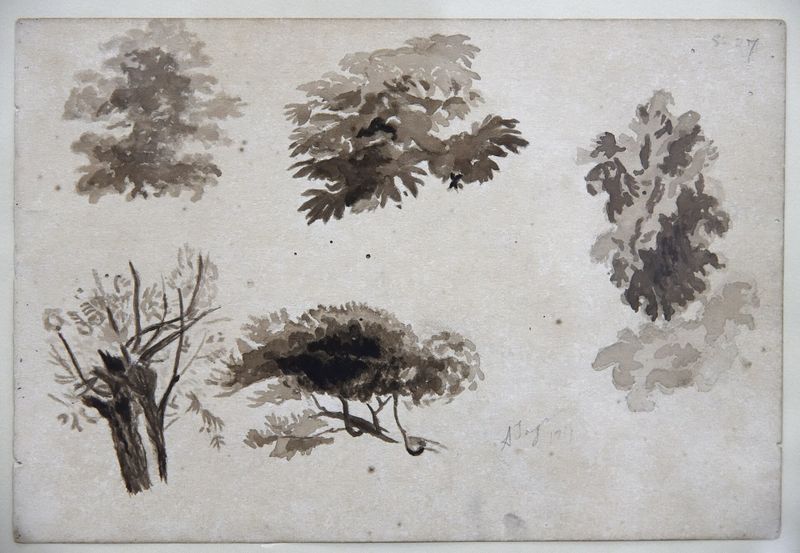 Study of trees