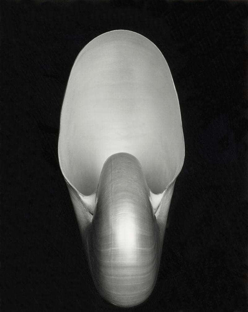 Nautilus (Shell)
