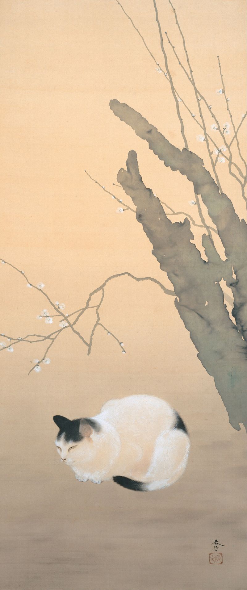 猫梅