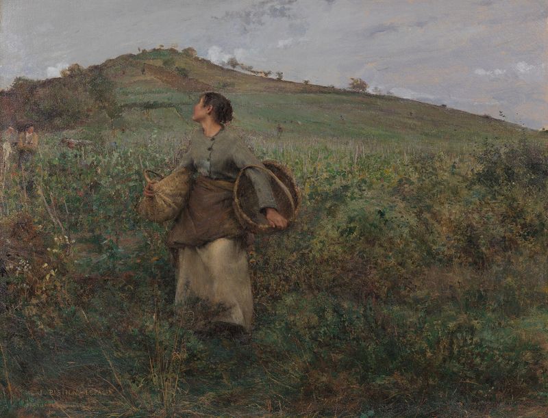 The grape harvest